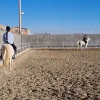 مجموعه سوارکاری هیوا