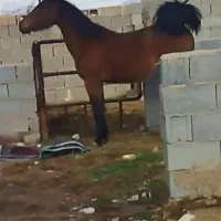 فروش اسب مادیون سواری دار و کره نریان
