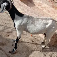 بزمناسب مالداری قیمت مناسب