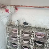 پرنده