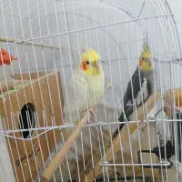 عروس هلندی
