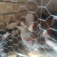 مرغ خروس جوجه گلین|حیوانات مزرعه|شهرکرد, |دیوار