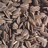 تخمه سنقری زیر قیمت مغازه