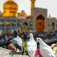 تور مشهد هوایی و ریلی