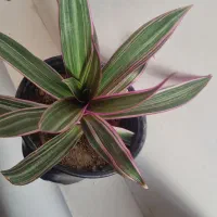 گل اپارتمانی|گل و گیاه طبیعی|مراغه, |دیوار