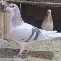 شصتی کبود نر خیلی درشت