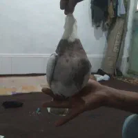 کبوتر توقی هفت رنگ نر