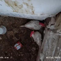 خروس