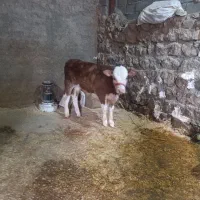 گوساله نر سیمینتال قرمز