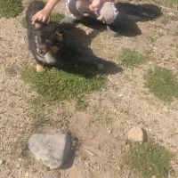 پامر روباهی