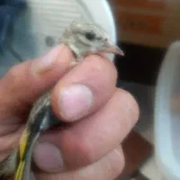 جوجه سهره محل درجه ۱