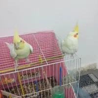 عروس هلندی گمشده