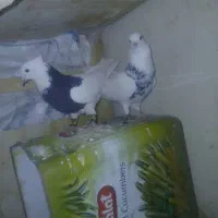 کبوتر طوقی عطیقه