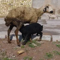 گوسفند سفید با بره نر شالی