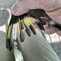 سهره سیاه سر (زاغ)|پرنده|بومهن, |دیوار