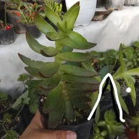 انواع گل و گیاه  با بهترین قیمت مناسب