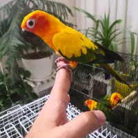 خورشیدی کاسکو راهب گرین