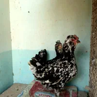 نیمچه ومرغ گلین