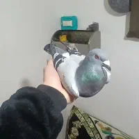 کبوتر دوبر|پرنده|اردبیل, |دیوار