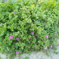 گل ناز، اشک عروس،آلوورا، لیندا،سانسوریا