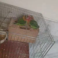 عروس هلندی البینو کوتوله برزیلی