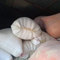 کاه گندم دیم گونی شده آماده