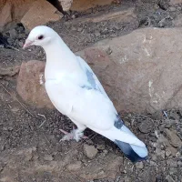 کبوتر|پرنده|جغتای, |دیوار