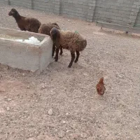 ۳ راس بره ماده هترو