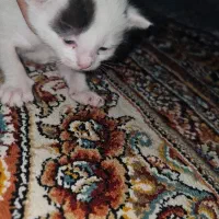 واگذاری سرپرستی بچه گربه