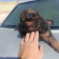 توله سگ ژرمن