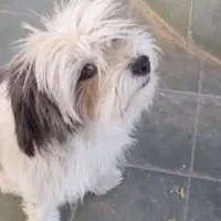 فروش توله سگ فانتزی ترییر|سگ|شیراز, شهرک امیر کبیر|دیوار