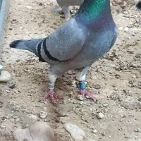 کبوتر مسافتی