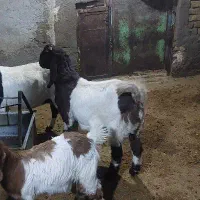 بزغاله پاکستانی اصل برای نسل کشی|حیوانات مزرعه|رزن, |دیوار