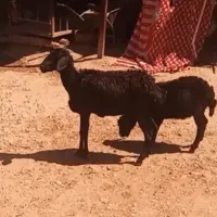 شیشک زل اول غزل افشار