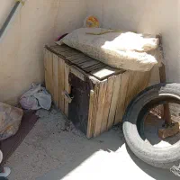 قفس مرغ وخروس