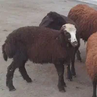 دوعدد بره یکی نر یکی ماه