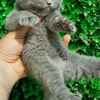 مرکز گربه با تخفیف|گربه|کرج, چهارصد دستگاه|دیوار