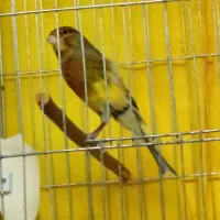 قناری نر مست قفس گیر  آماده جفت