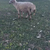 فروش چند راس گوسفند نر