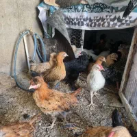 فروش جوجه محلی خانگی