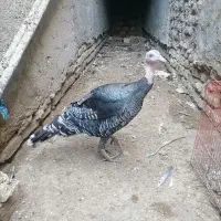 بوقلمون ماده برنز محلی|حیوانات مزرعه|زابل, |دیوار