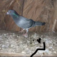 کفتر کبوتر.  پرنده