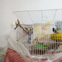 قناری ماده وگلبسر