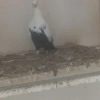 کبوتر دم سیاه