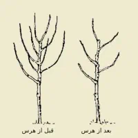 هرس حرفه ای انواع درختان میوه و سایه|خدمات باغبانی و درختکاری|مرودشت, پشت سایپا|دیوار