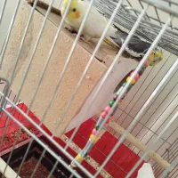 جفت عروس هلندی|پرنده|فلاورجان, |دیوار