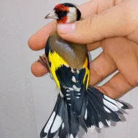 سهره نر یه وجبی بخون|پرنده|تهران, مسعودیه|دیوار