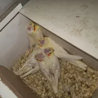 عروس هلندی سرلاکی