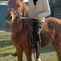 اسب|اسب و تجهیزات اسب‌سواری|صومعه‌سرا, |دیوار