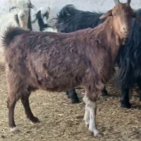 بز دورگ آبستن رو مایه دوقلو زا